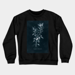 Cyanotype - Camphora Officinalis Crewneck Sweatshirt